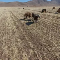 میش افشار|حیوانات مزرعه|وردشت, |دیوار