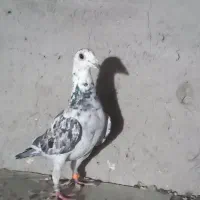 ماده سار|پرنده|بافت, |دیوار