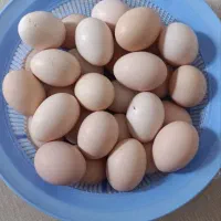 تخم مرغ محلی