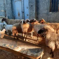 میش وبره|حیوانات مزرعه|کرمانشاه, |دیوار