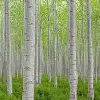 فروش نهال صنوبر سپیدار|خدمات باغبانی و درختکاری|لیلان, |دیوار