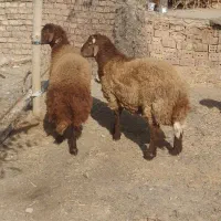 3عددبره چاق