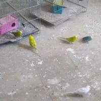 جفت مرغ عشق با جوجه|پرنده|داراب, |دیوار