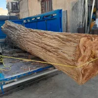 برش چوب(درخت)