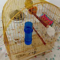 یه جفت قناری آماده