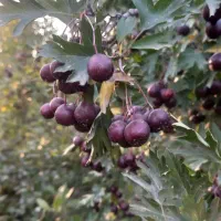 زالزالک کشاورزی خوشمزه و شیرین|خوردنی و آشامیدنی|خوی, |دیوار