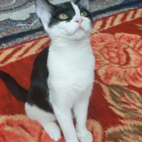 گربه  Dsh|گربه|تهران, ابوذر|دیوار