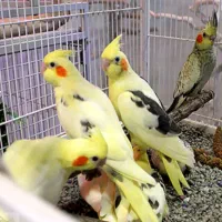 پرنده فروشی ققنوس|پرنده|دوگنبدان, |دیوار