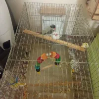 فنچ نرگسی جفت|پرنده|اسلامشهر, مسکن مهر اسلاشهر (شهرک امام خمینی)|دیوار