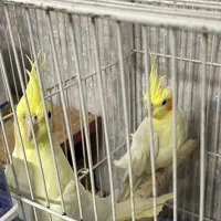 عروس هلندی نر و ماده