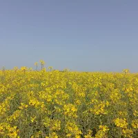 فروش-زمین-کشاورزی-60هکتار-غرب-کرخه
