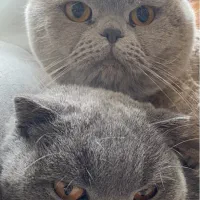 واگذاری گربه اسکاتیش