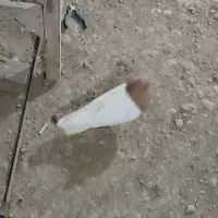 کفتر کله زرد|پرنده|قائم‌شهر, |دیوار