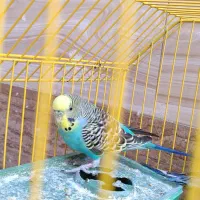 جفت مرغ عشق