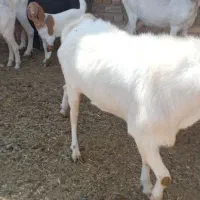 نربز سانن|حیوانات مزرعه|میان جلگه, |دیوار