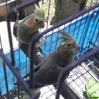 طوطی عروس جفت