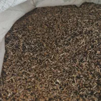 دانه سیاه و ارزن  اضافی گتدم