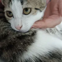 واگذاری گربه