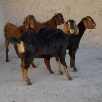 بزغاله نر وماده