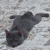 یک‌عدد‌گربه‌بریتیش|گربه|تبریز, |دیوار