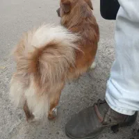 یک عدد سگ فروشی هستش