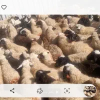 ۱۷۰ راس میش داشتی یه دست یه گله جون|حیوانات مزرعه|خمین, |دیوار