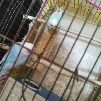 جفت مرغ عشق رنگ خواص فروش فقط تا امشب