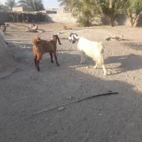 یک بز باتروشت بر آبستن هست|حیوانات مزرعه|بمپور, |دیوار