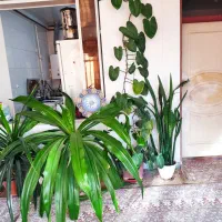 گل گیاه|گل و گیاه طبیعی|زیباشهر, |دیوار