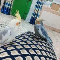 عروس هلندی|پرنده|نیمروز, |دیوار