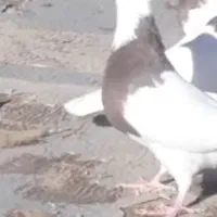 کبوتر گمشده