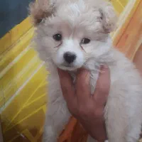 میکس پامرخرسی با روباهی