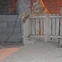 سگ سراب|سگ|محمدیار, |دیوار