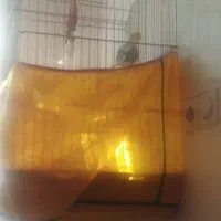 عروس هلندی نر باقفس بزرگ