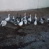 غاز