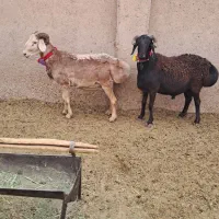 ۲راس عروسک چینی|حیوانات مزرعه|مرودشت, تخت جمشید|دیوار