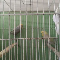 مرغ عشق اسپنگل دورگه ورینبو