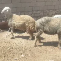 10 میش آبستن