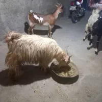 بز ابسن پاکستانی و اشکالی|حیوانات مزرعه|خورموج, |دیوار
