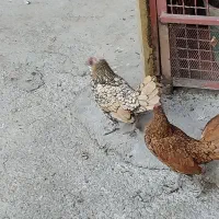 ی جفت مرغ خروس سبرایت اصیل|حیوانات مزرعه|هشتگرد, تهران دشت|دیوار