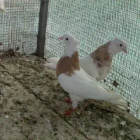 یک جفت کبوتر طوقی