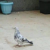 کبوتر نر خال پلنگ