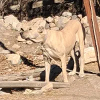 واگذاری ماده سرابی درج یک قد ۸۰ دوساله|سگ|اردبیل, |دیوار