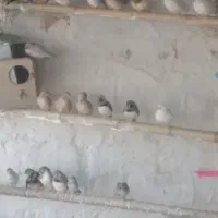 فنچ کینگ نرگسی شارکول