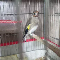 سهره یک سال نر|پرنده|تربت جام, جامی|دیوار