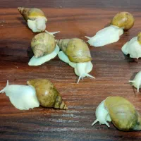 فروش فوری حلزون آچاتینا آلبینو قیمت خیلی پایین|خزنده|قم, باغ شریفی|دیوار