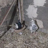 کبوتر|پرنده|هرسین, |دیوار