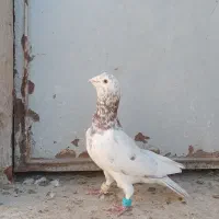 کفترپرشی|پرنده|اسفراین, |دیوار