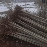 انواع نهال سیب،گلابی،زردالو،صنوبر