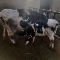 گاو و گوساله